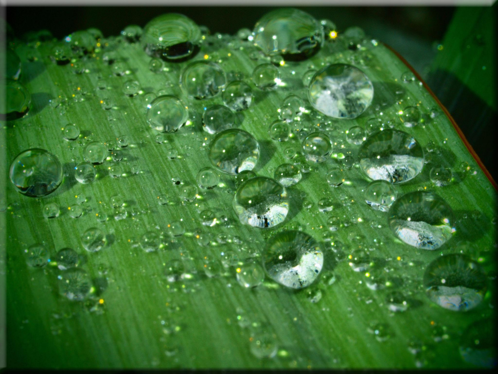 vand, natur, makro, grøn, dug, Olympus, blad, blomst, plante, dråbe, dråber, makro, kronblad, wasser, Tropfen, etårig plante, makrofotografering, stængelplante, fugtighed, E620