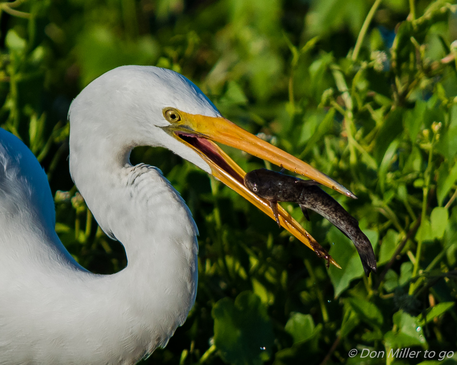 Vögel, Natur, draußen, Grün, Tierwelt, Schnabel, Florida, Reiher, Vogel, Vögel beobachten, Venicerookery, auf einem Spaziergang, Kolonie, Reiher, D5500, Greatwhiteegret, Flügel, Fauna, Wirbeltier, Pelecaniformes, Großer Reiher