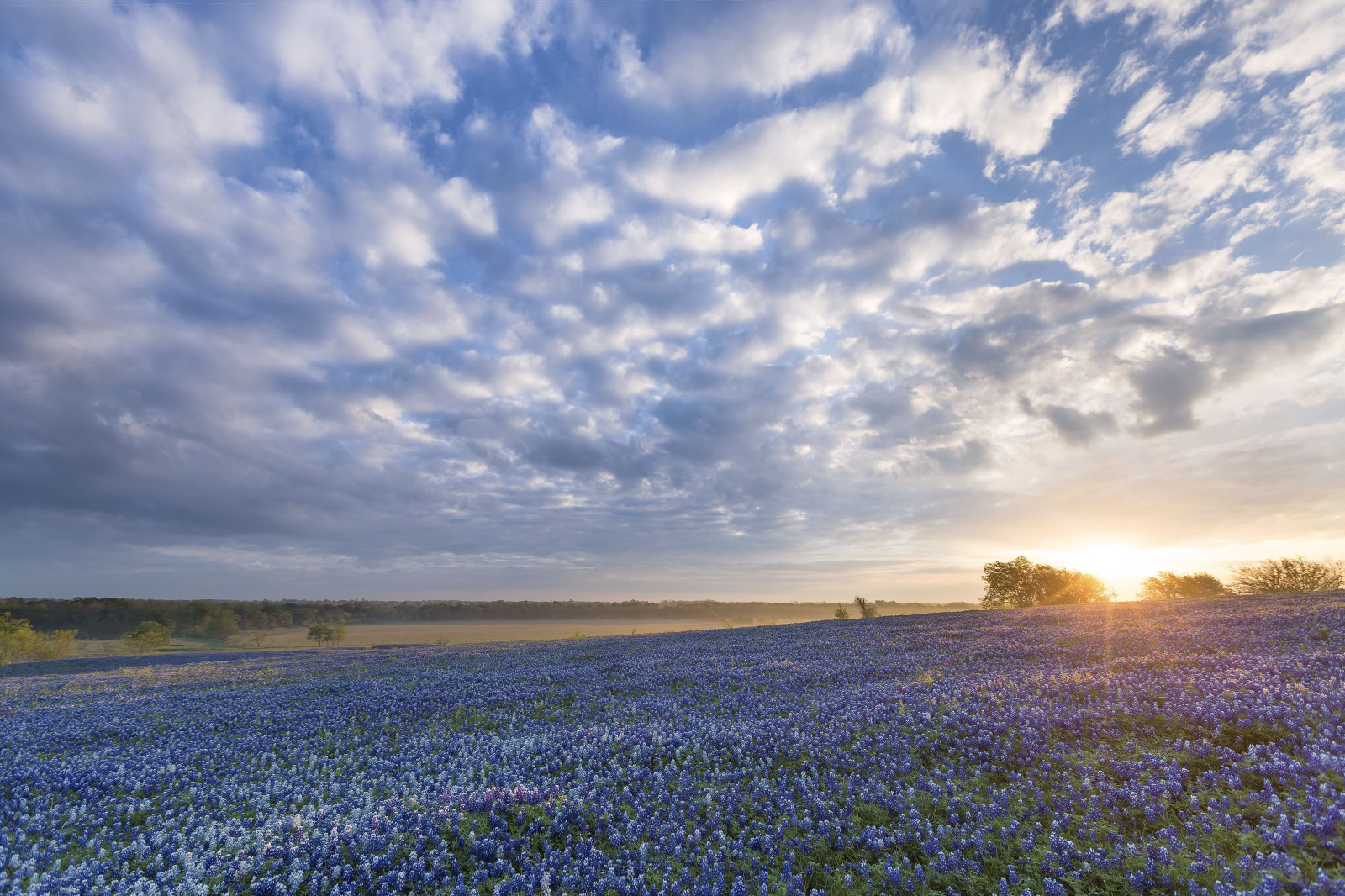 5730x3820 px, bluebonnet, เอนนิส, ฟิลด์, ดอกไม้, พระอาทิตย์ขึ้น, เท็กซัส