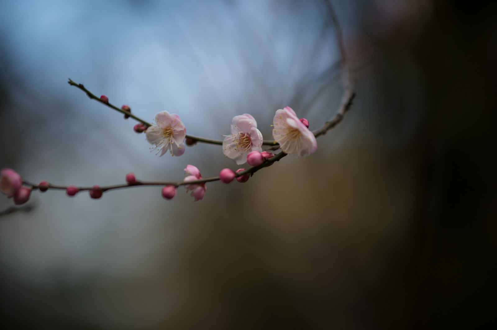 Japonsko, Příroda, fotografování, větev, Třešňový květ, Nikon, květ, jaro, Tokio, jp, NIKKOR, list, květ, rostlina, UME, flóra, pupen, okvětní lístek, afs105mmf14eed, afsnikkor105mmf14eed, df, ikegamibaien, Ikegami, japaneseapricot, větvička, vyrobit, zblízka, makro fotografie, závod stonek