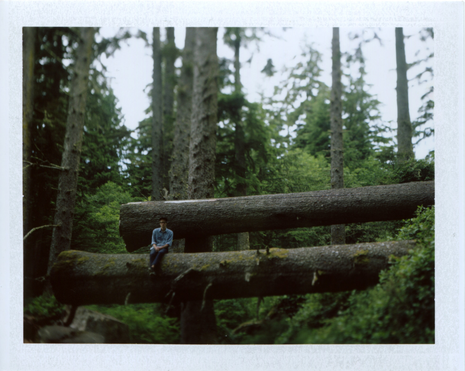 albero, legna, foresta, bosco, pianta, vecchia foresta di crescita, erba, tronco