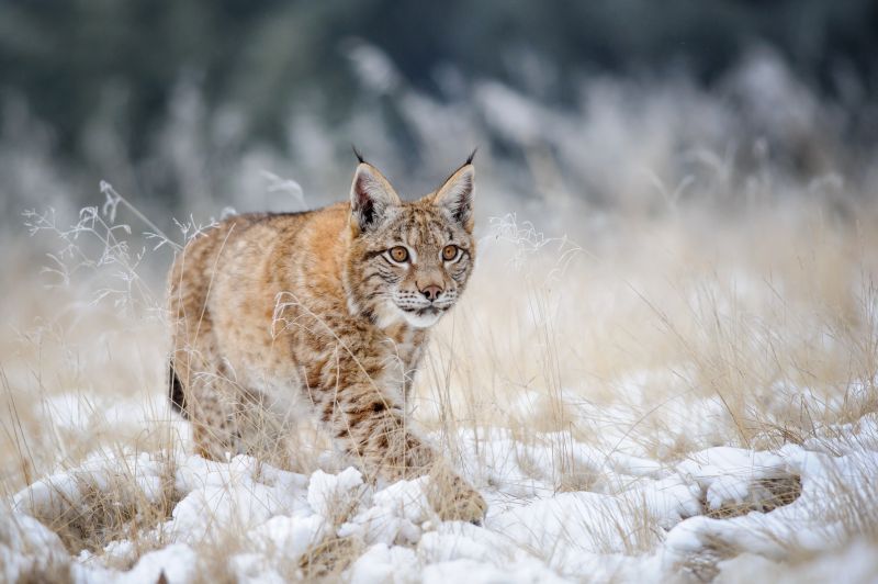 râs, iarnă, zăpadă, animale, animale sălbatice râs, iarnă, zăpadă, animale, animale sălbatice