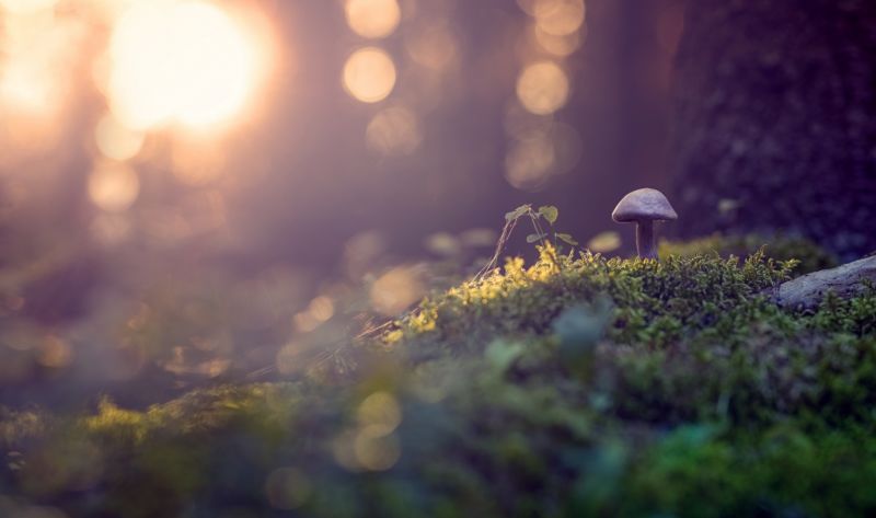 2560x1515 px,bokeh,mushroom,nature,plants