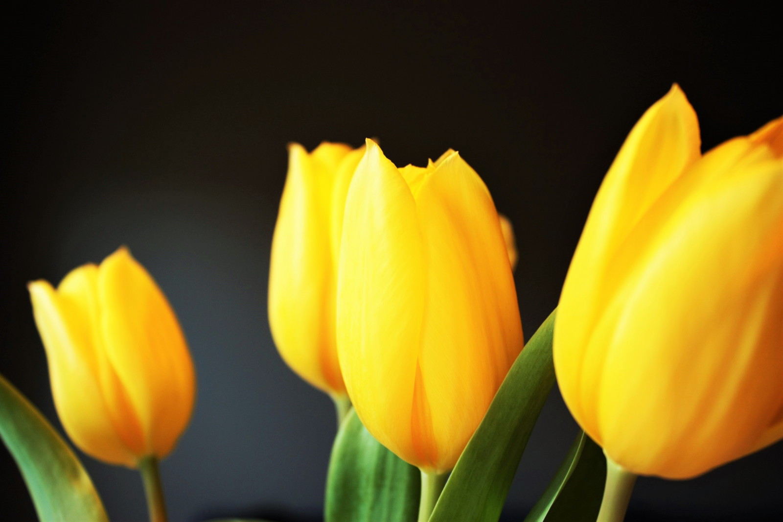 blomster, gul, blomst, plante, tulipan, flora, sløring, kronblad, jord plante, blomstrende plante, tæt på, makrofotografering, stængelplante, liljefamilien