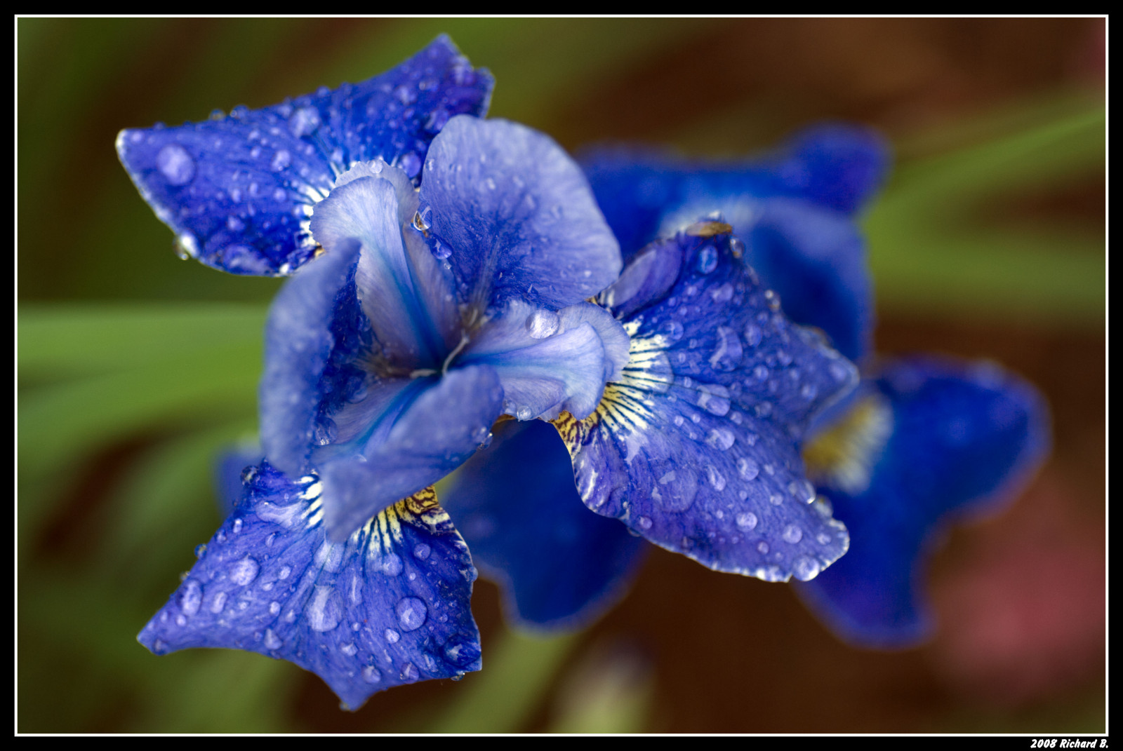 Wallpaper : macro fleurs Nikon 1001nights beautysecret d80 Wallpaper : macro fleurs Nikon 1001nights beautysecret d80