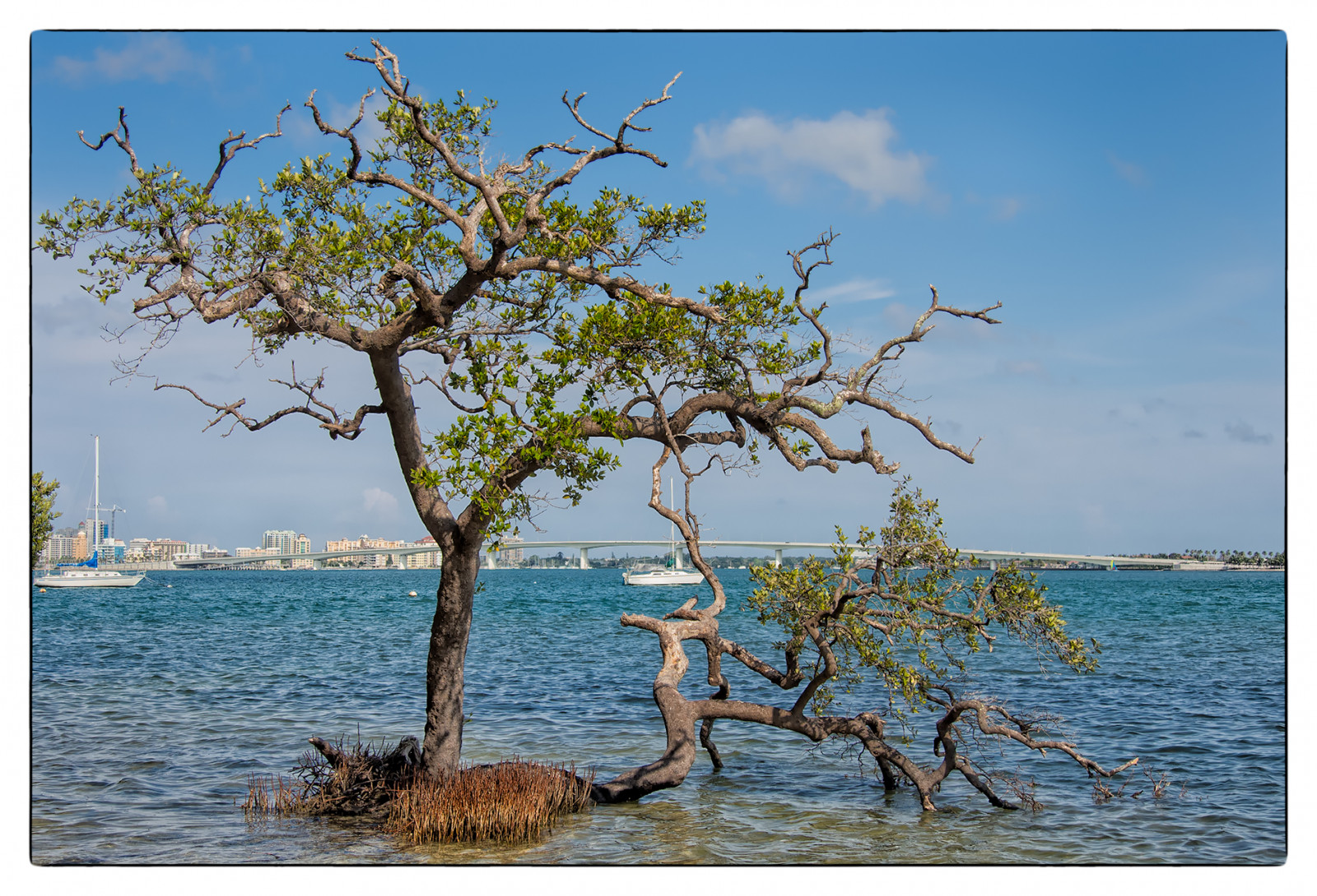 moře, záliv, pobřeží, větev, pobřeží, 2015, Florida, dovolená, úterý, strom, rostlina, Spojené státy, Sarasota, násep, dřevina, savana, 0415, lidokey
