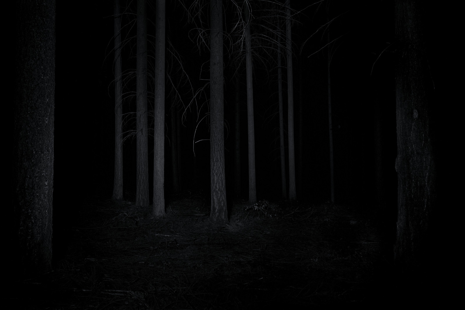 dunkel, Natur, Wald, Nacht-, Bäume, einfarbig