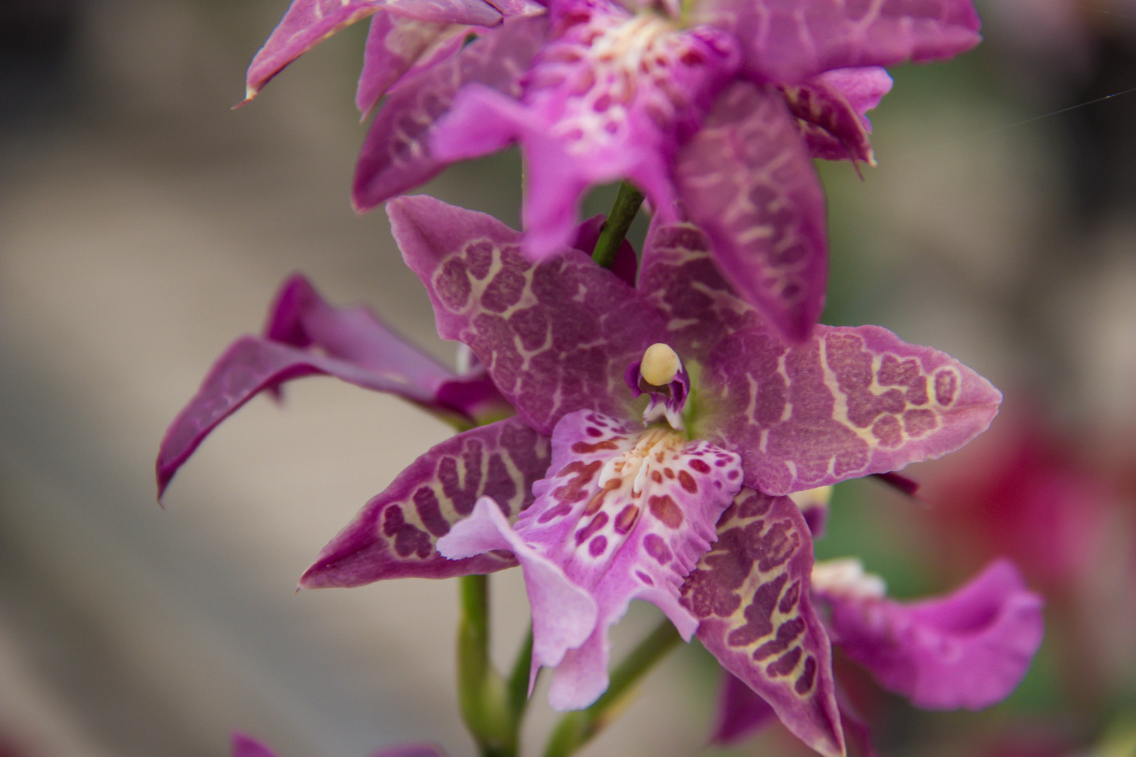 fotografování, květ, růžový, Cattleya, květ, rostlina, orchidej, flóra, Blomma, ORKIDE, okvětní lístek, vellingeblomman, divoká rostlina, botanika, suchozemská rostlina, kvetoucí rostlina, zblízka, makro fotografie, dendrobium, vánoční orchidej, Cattleya labiata