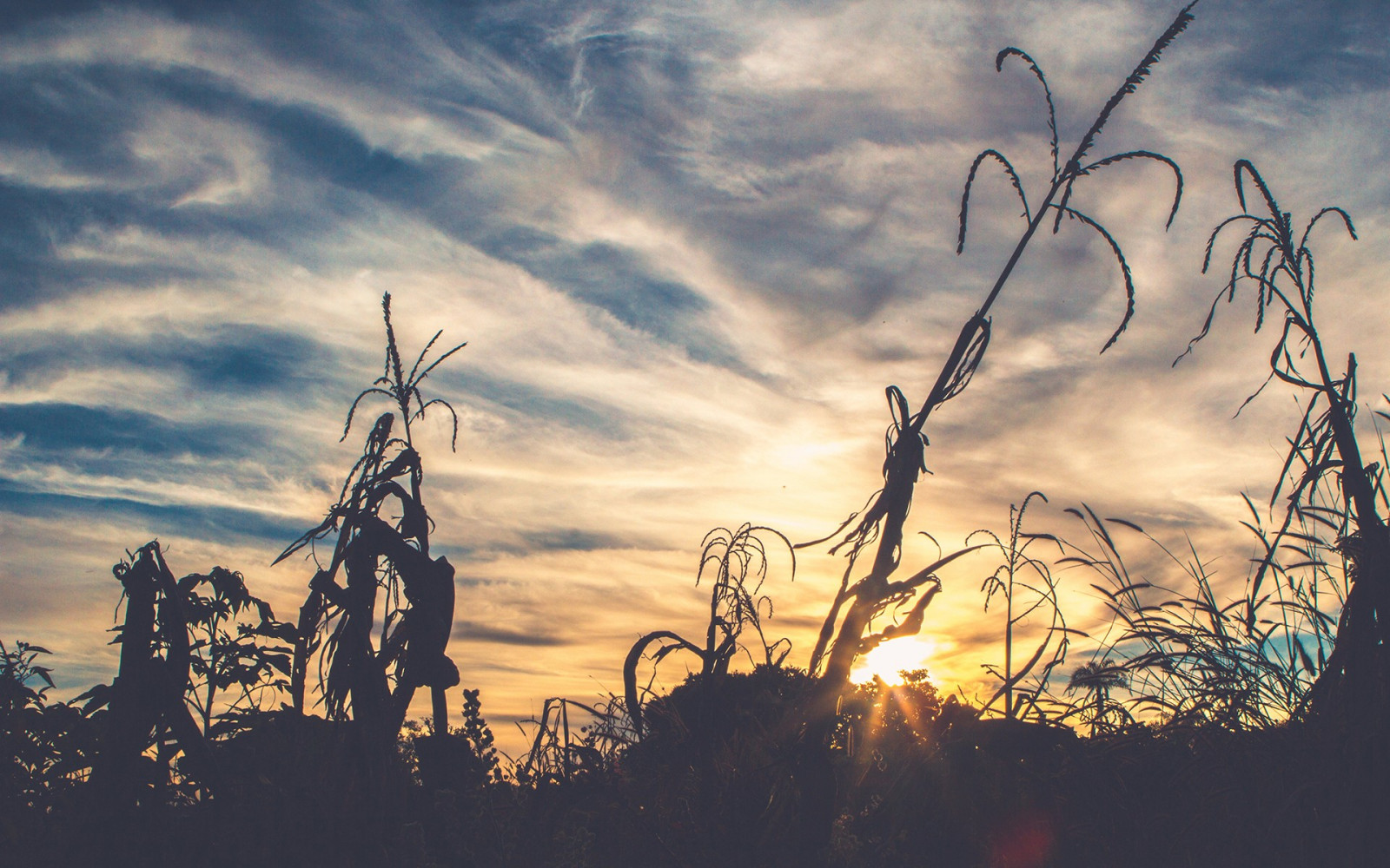 slunečnímu záření, krajina, západ slunce, Příroda, tráva, nebe, pole, silueta, větev, svítání, večer, ráno, slunce, vítr, horizont, soumrak, elektřina, mrak, strom, svítání, prérie, atmosférický jev, dřevina