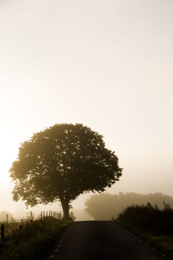 sunlight,landscape,sunset,hill,nature,grass