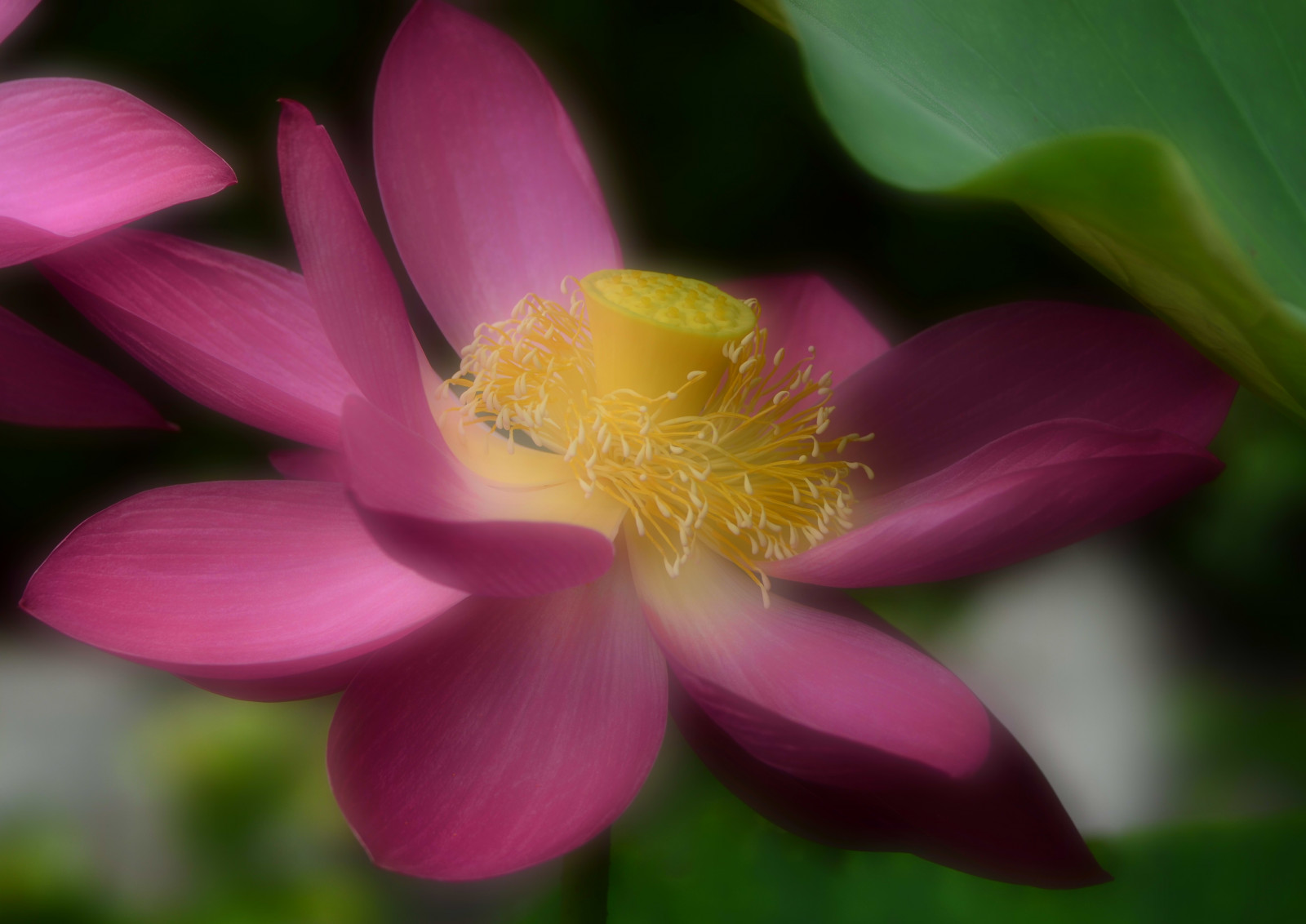 Wallpaper Japan, blossom, pink, Lotus, flower, flora, petal, botany