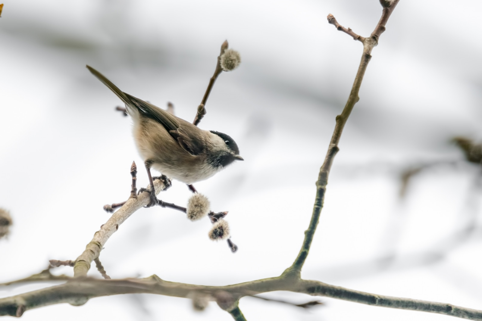 Příroda, venku, větev, Německo, Volně žijících živočichů, Nikon, Evropa, zobák, odpočinek, Vrabec, Vrba, americký ptáček, KRMIVO, F4, strom, NIKKOR, zvíře, flickr, květ, teleobjektiv, venkovní, pták, pěnkava, divoký, přírodní, de, Pírko, deutschland, sýkorka, křídlo, 300mm, vogel, fauna, sociální, eu, Lucembursko, větvička, influenza, prohlížení pták, lu, Lejskovití, slavík, Emberizidae, střízlík, D500, okoun, nikond500, pf, podíl, vrabec, peakdesign, pd, peakdesignstrap, peakdesignslide, 300mmf4, 300f4, pfedvr, Remerschen, tc14eiii, nikon500tc14eiii, Weidenmeise, Willowtit