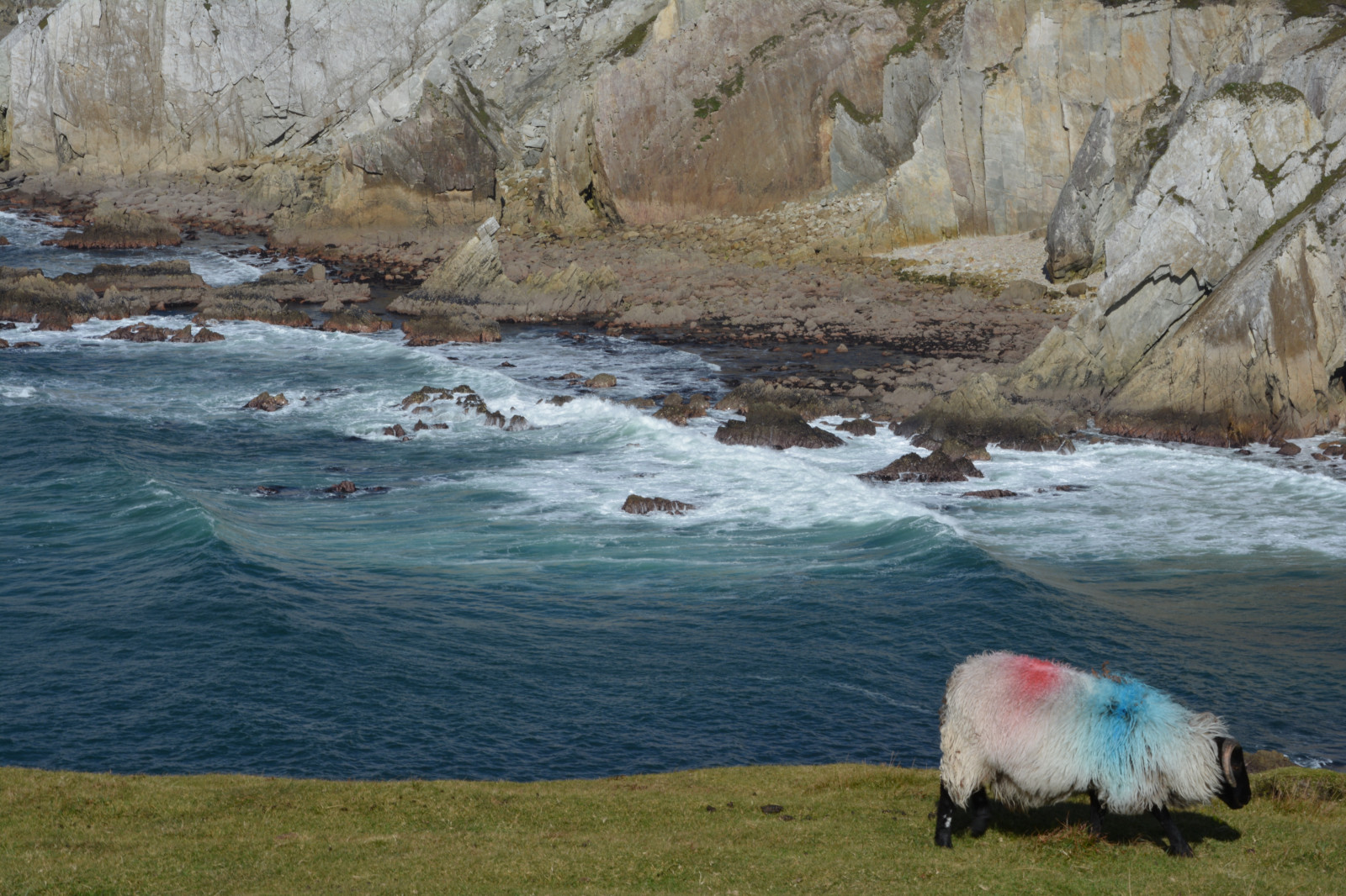 Irland, eire, Achill, Achill Island, illaun, comayo, Connacht, Oceanblue, ocean, Bluesea, vand, hav, bølger, svulme, kysten, kystlinjen, rockformation, klipper, klippe, udendørs, forrevne, klippeskrænt, klipper, klint, Whitecliffs, ashleaum, får, redwhiteblue, farmstock, farmanimal, græsland, græs, skrænt, bakke, robust, vild, Surf, kystlinje, northatlantic, jaggedrocks, dyr, ashleambay, Bugt, Ashleam