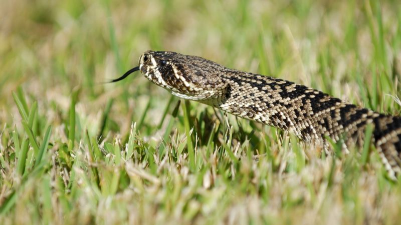 serpente,natura,erba,beccaccino,rettile,fauna