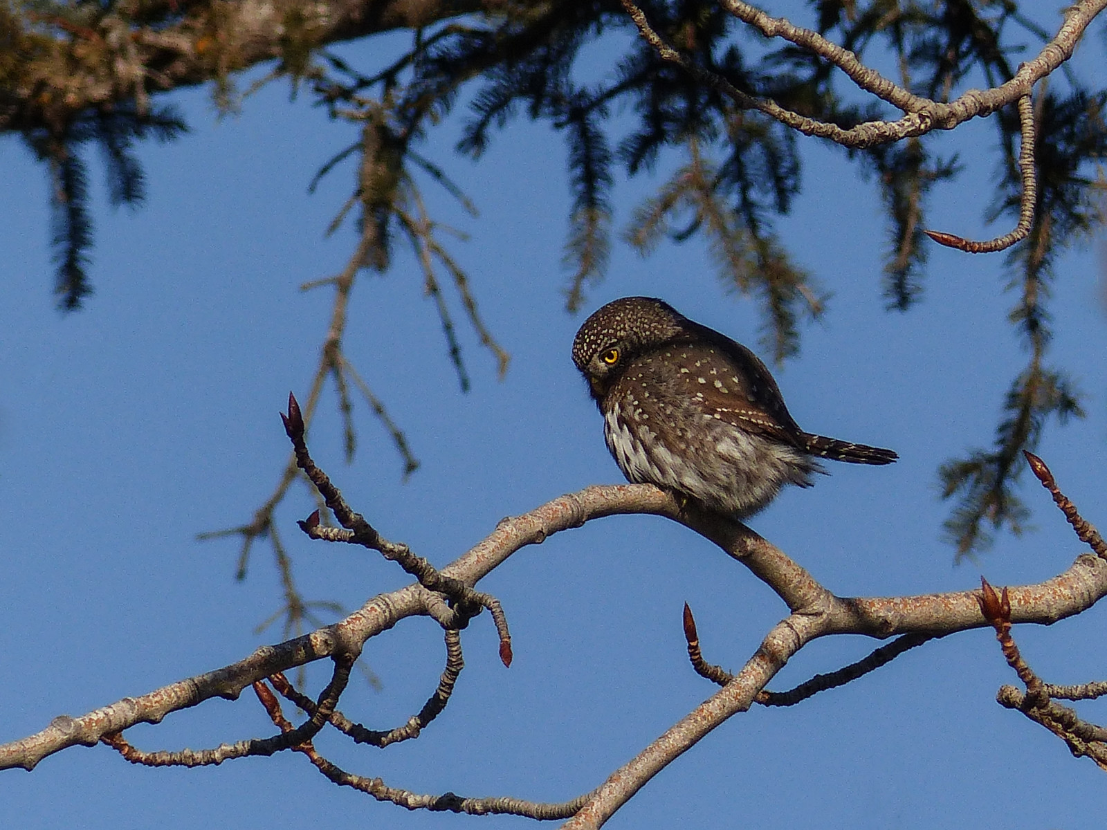 Canada, Calgary, fugl, natur, fugle, afdeling, blå himmel, Alberta, ugle, perched, sideview, ornitologi, aviær, birdofprey, ekspertise, fishcreekpark, northernpygmyowl, distantview, glaucidiumgnoma, avianexcellence, fistsized, popcansized