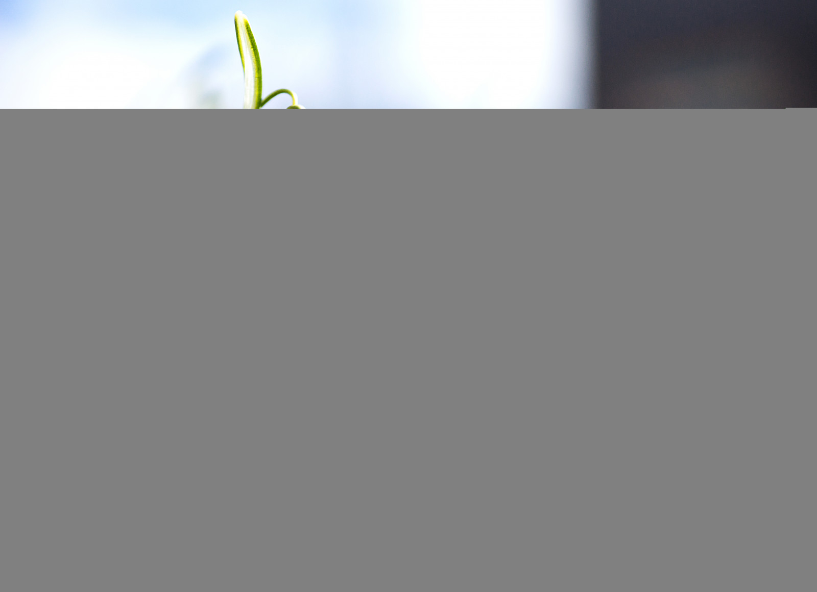 Sony, bokeh, Carl, illuminazione, natur, linea, zeiss, gr n, 28, alfa, Pflanzen, 99, 2470, garten, A99, prodotto, schneegl ckchen, schneeglocke, fr hlingsbeginn, offenblende, cz2470