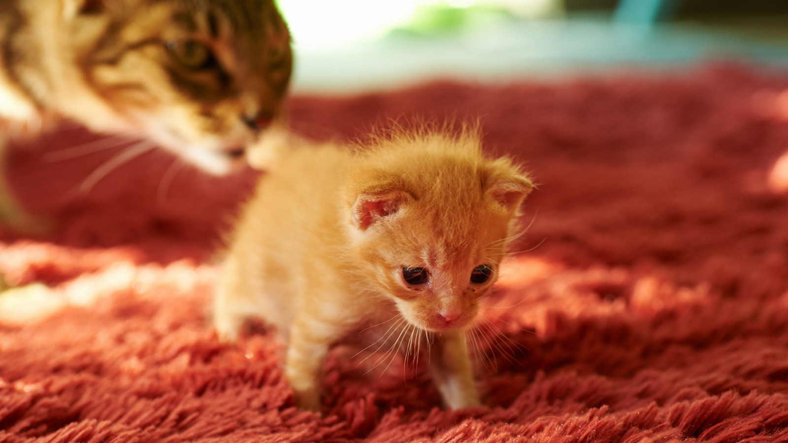 kat, dieren, rood, neus-, kittens, bakkebaarden, huid, bloem, katje, fauna, zoogdier, gewerveld, detailopname, cat zoogdier, macrofotografie, kleine tot middelgrote katten