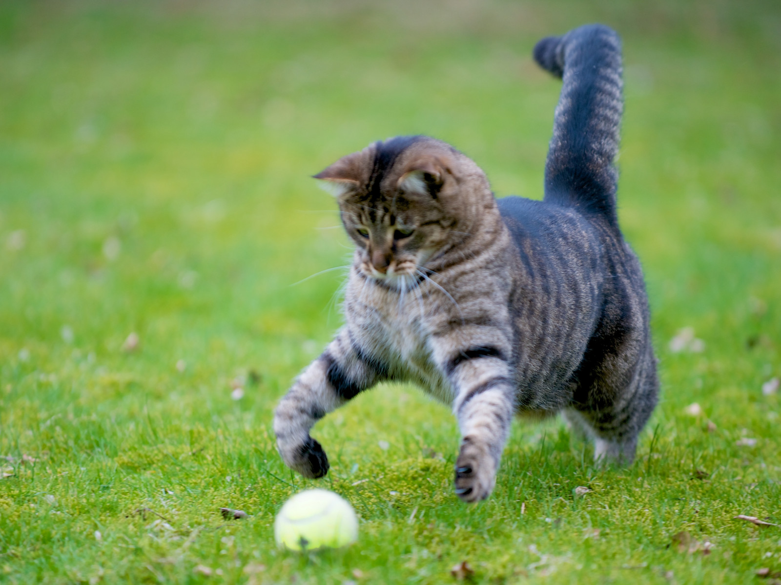 gatto, erba, tigre, natura, Nikon, barba, Animali, animale domestico, Gattino, gatto selvatico, animale, pianta, gatti, gattino, fauna, D700, prato, gatto come mammifero, di piccole e medie dimensioni gatti, tabby cat, organismo, gatto a pelo corto domestico, soriano, shorthair europeo, CC100, 7020028, 101009, dragon li