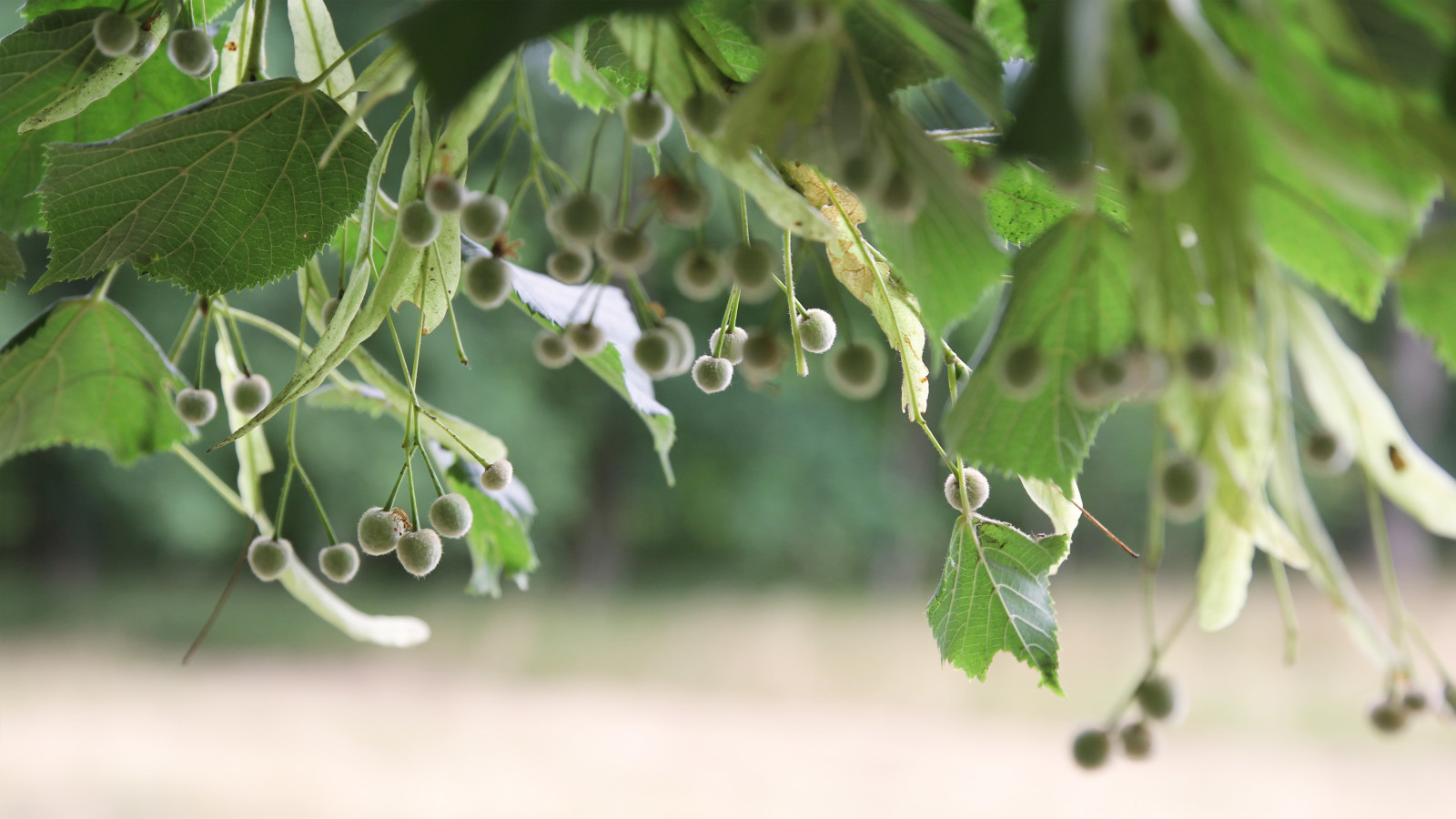Wallpaper water, terrestrial plant, twig, fruit tree, flowering plant