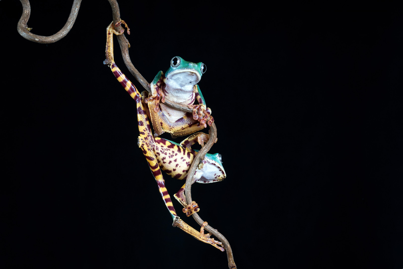 obojživelník, žába, Supertigerlegwaxymonkeyfrog, Phyllomedusatomopterna, dva, pár, protáhnout se, protahování, větvička, Captivelight, Bournemouth