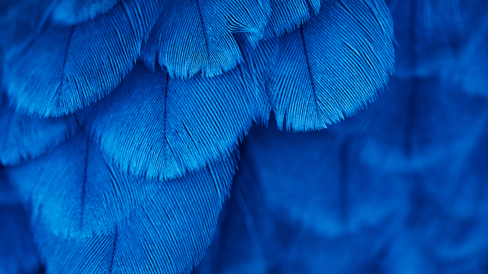 Wallpaper feathers, blue, color, leaf, flower, line, wing, close up