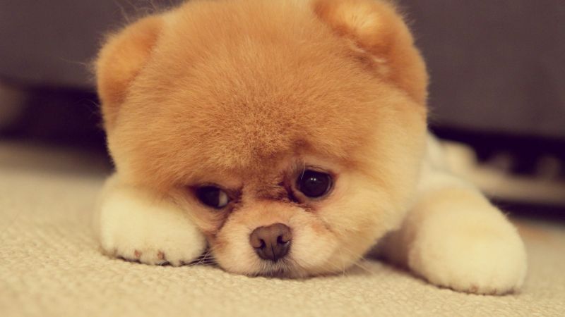 dog, nose, Toy, Pomeranian, puppy, mammal dog, nose, Toy, Pomeranian, puppy, mammal