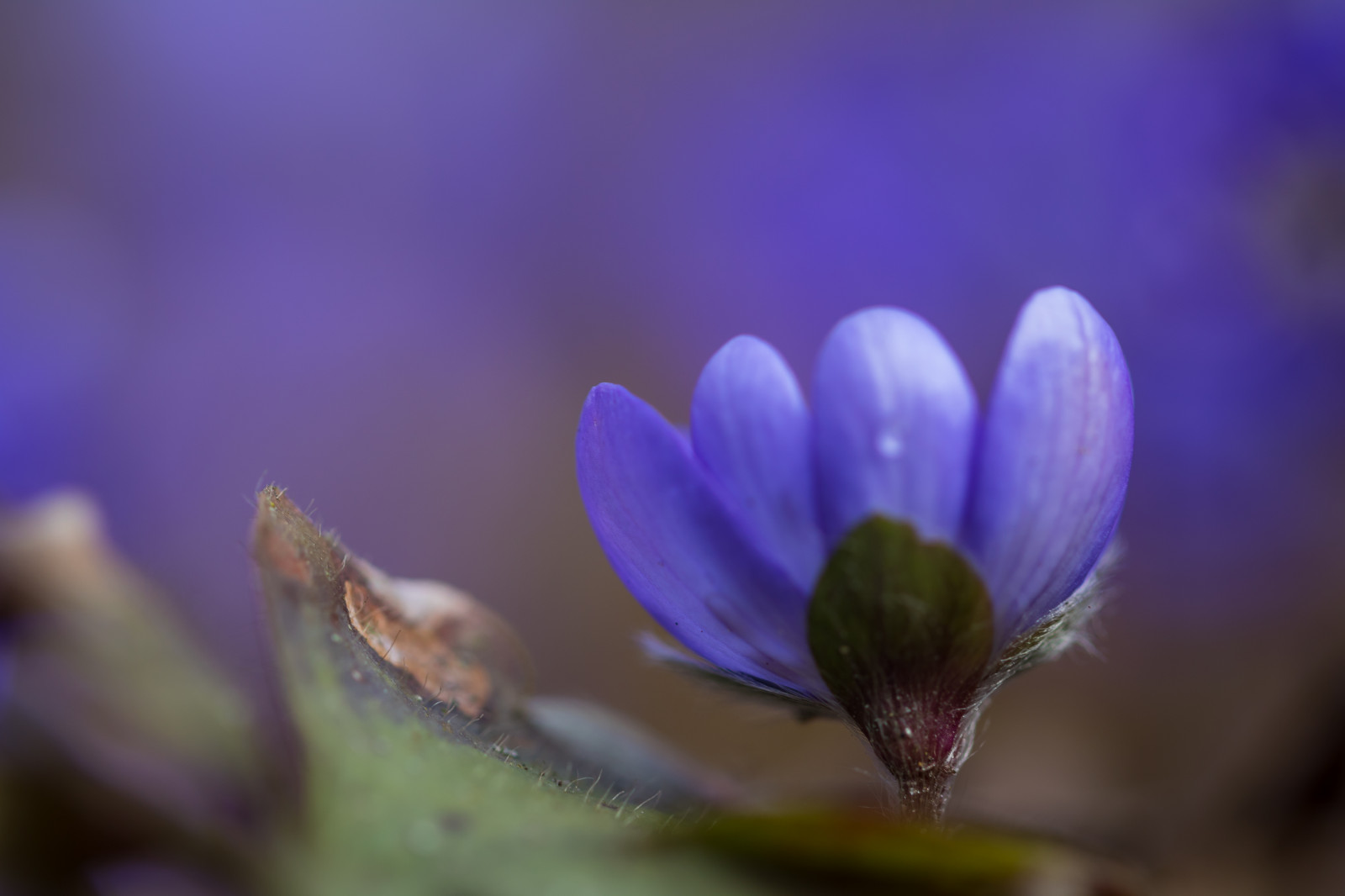 Příroda, fotografování, květ, jaro, krokus, list, květ, rostlina, flóra, pupen, Blomma, Lund, botaniskatr dg rden, v r, Botanická zahrada, okvětní lístek, hepatica, blueanemone, bl sippa, divoká rostlina, suchozemská rostlina, kvetoucí rostlina, zblízka, makro fotografie, závod stonek