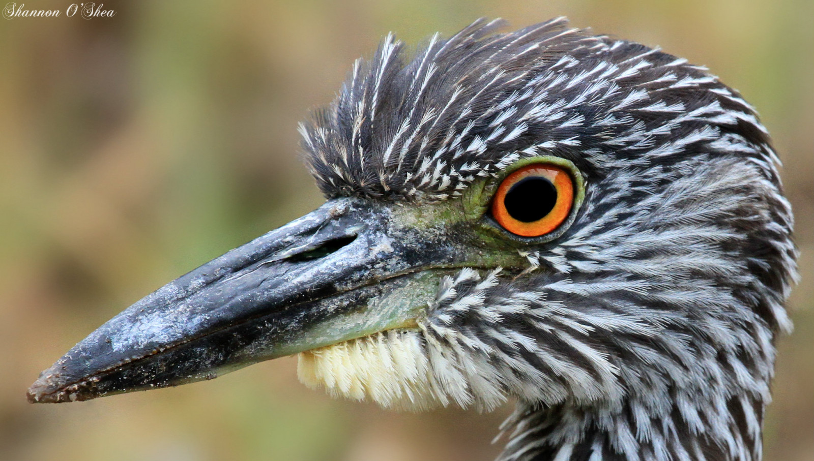 natura, natura, becco, Florida, uccello, airone, ala, fauna, Uccelli acquatici, Canoneos7d, Shannonroseoshea, sanibelisland, giovanile, yellowcrownednightheron, jndingdarlingnationalwildliferefuge, vertebrato, avvicinamento, Coraciiformes