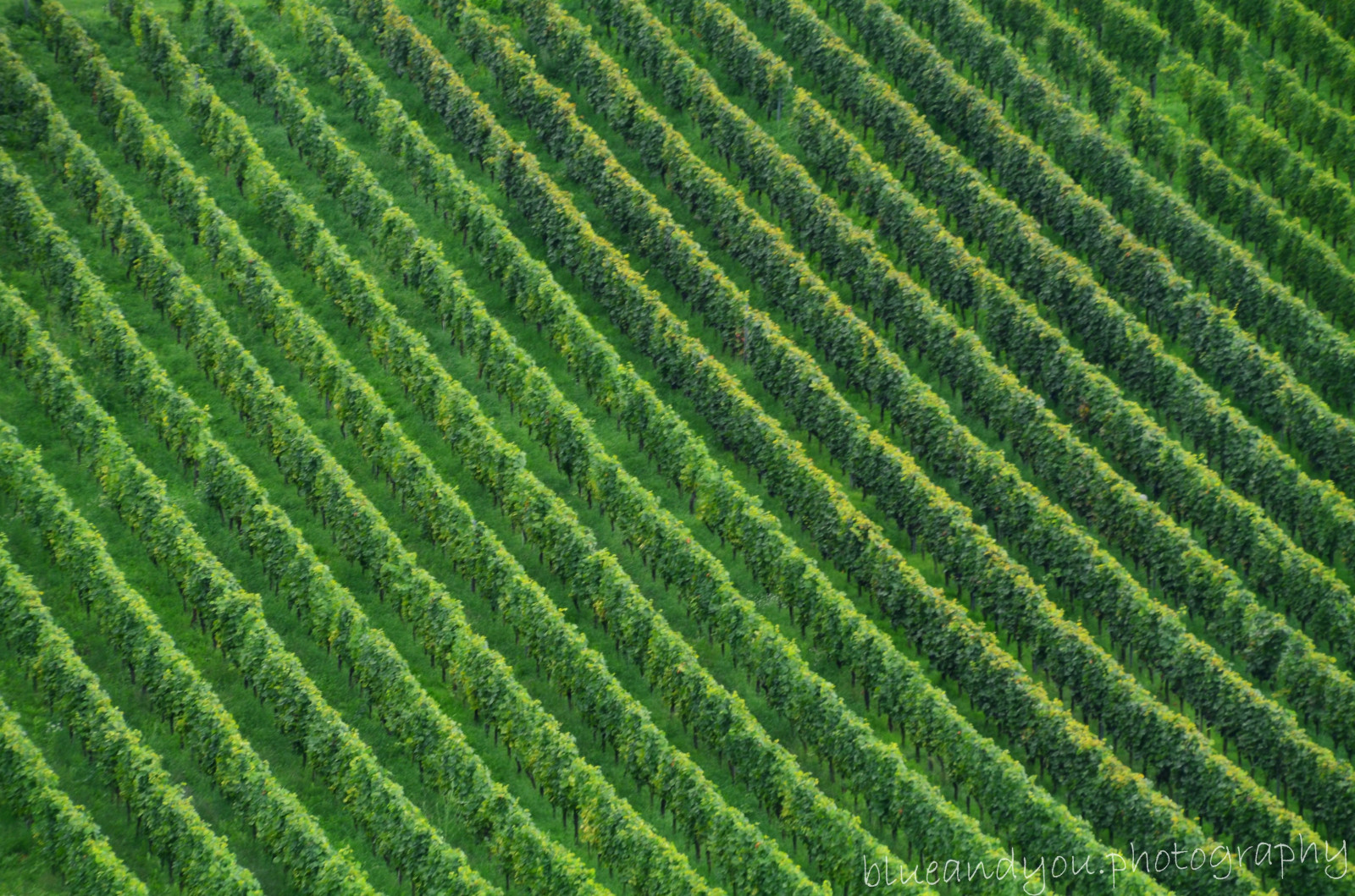 grøn, Tyskland, landskab, Nikon, vin, Grun, Landschaft, Wein, vingårde, Radebeul, Weinh nge, blueandyouphotography