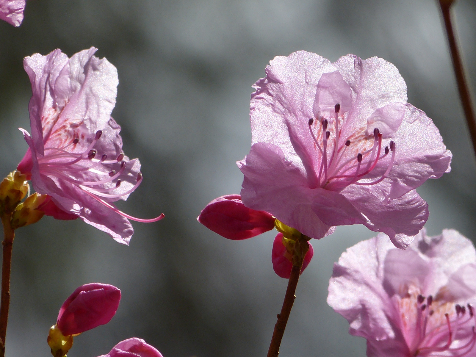 fiori, natura, fiore di ciliegio, arbusti, fiorire, rosa, primavera, Rododendro, fiore, pianta, flora, giardini, petalo, Newengland, Fiore di campo, pianta fiorita, avvicinamento, fotografia macro, staminali vegetali