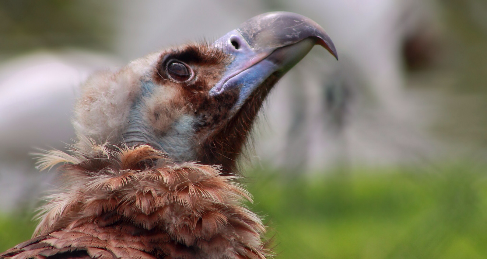 næb, fauna, rovfugl, fugl, tæt på, Grib, dyreliv, organisme, snude