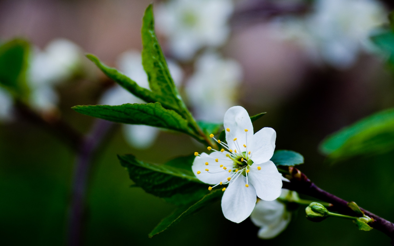 lumina soarelui, frunze, natură, fotografie, ramură, verde, flori, inflori, arc, frunze, floare, plantă, floră, mugur, ramuri, petală, flori sălbatice, legume şi fructe, botanică, plante teren, plante cu flori, a închide, arbust, macro fotografie, tulpina plantei