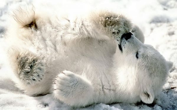 white,snow,winter,wildlife,Arctic,arctic fox