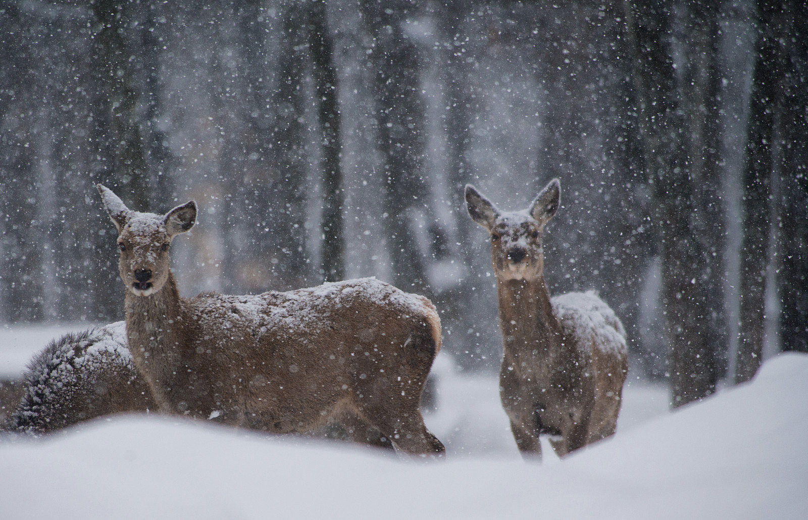 Wallpaper snow, wildlife, fauna, Freezing, snout, winter storm, frost, musk deer, blizzard