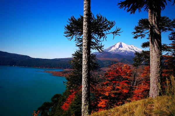forest,1600x1064 px,Chile,fall,grass,lake