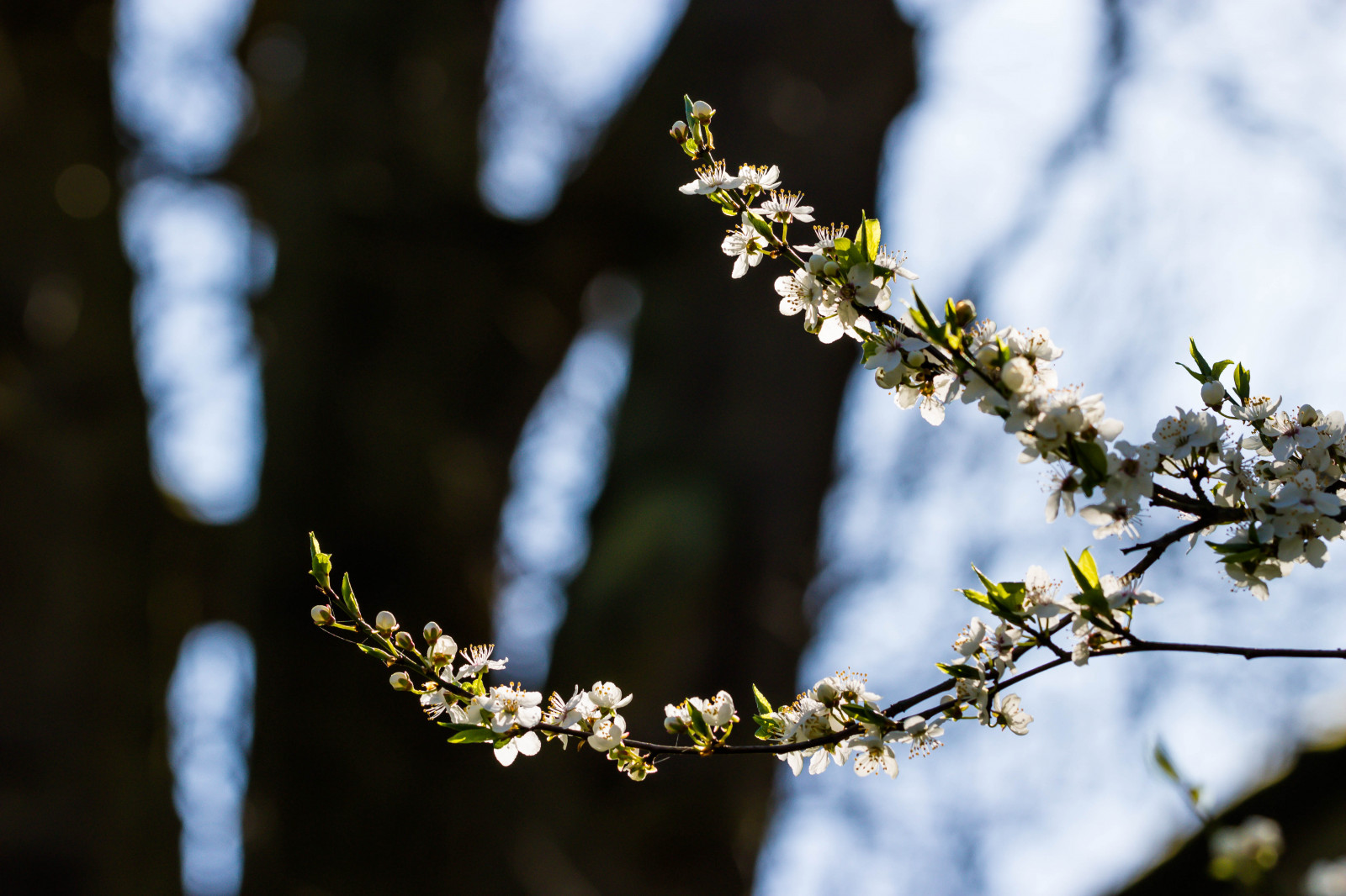 slunečnímu záření, bílý, zahrada, Příroda, park, zima, větev, zelená, modrý, květ, jaro, strom, podzim, list, květ, rostlina, sezóna, Třešňový květ, flóra, Blomma, v r, jaro, Alnarp, vit, k RSB rsblom, alnarpsparken, větvička, vyrobit, botanika, kvetoucí rostlina, dřevina, zblízka, makro fotografie