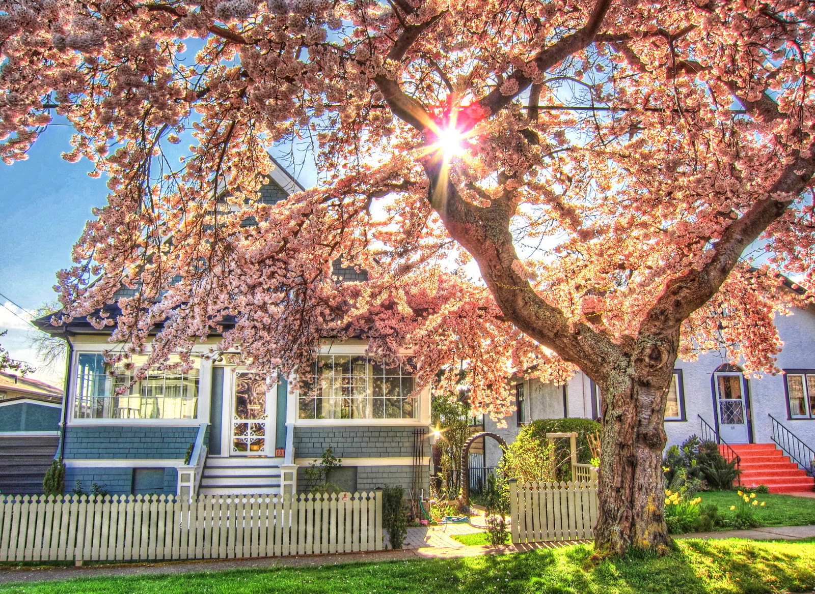 Wallpaper tree, home, woody plant, landmark, branch, house, leaf