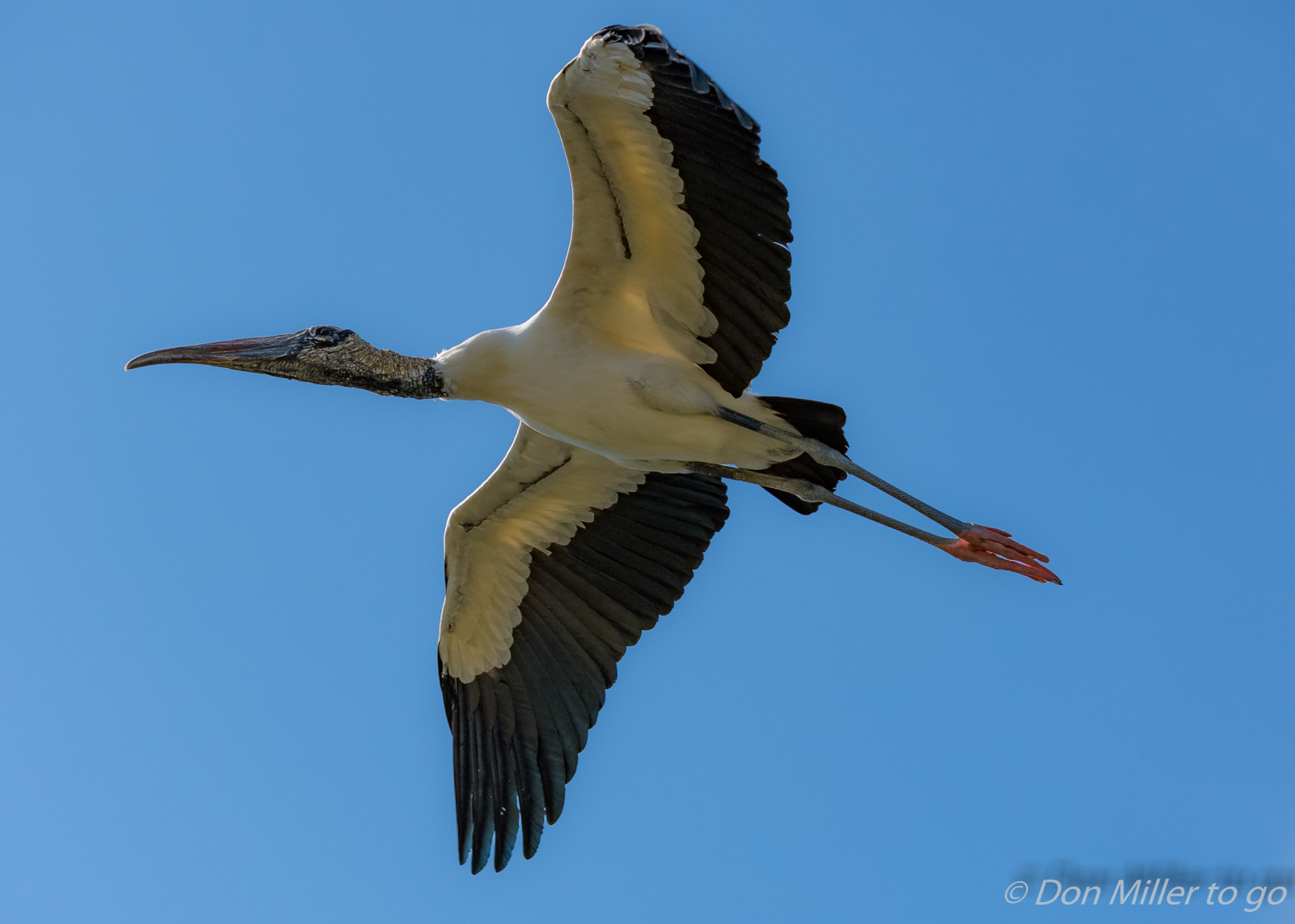 uccelli, natura, all'aperto, natura, becco, Florida, cicogna, Volo, uccello, D810, birdwatching, venicerookery, onawalk, gruppo d'alberi con nidi di corvi, pellicano, Woodstork, ala, fauna, vertebrato, Accipitriformi, ciconiiformes, cicogna bianca