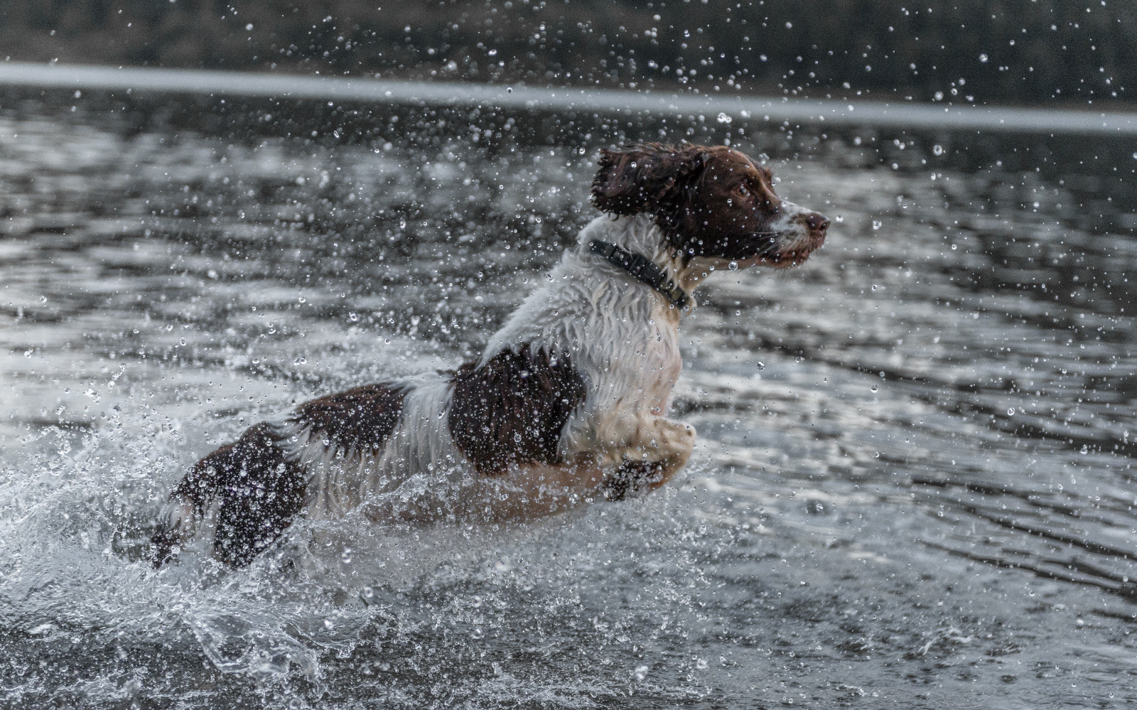 Wallpaper dog, water, Wales, Nikon, spaniel, springer