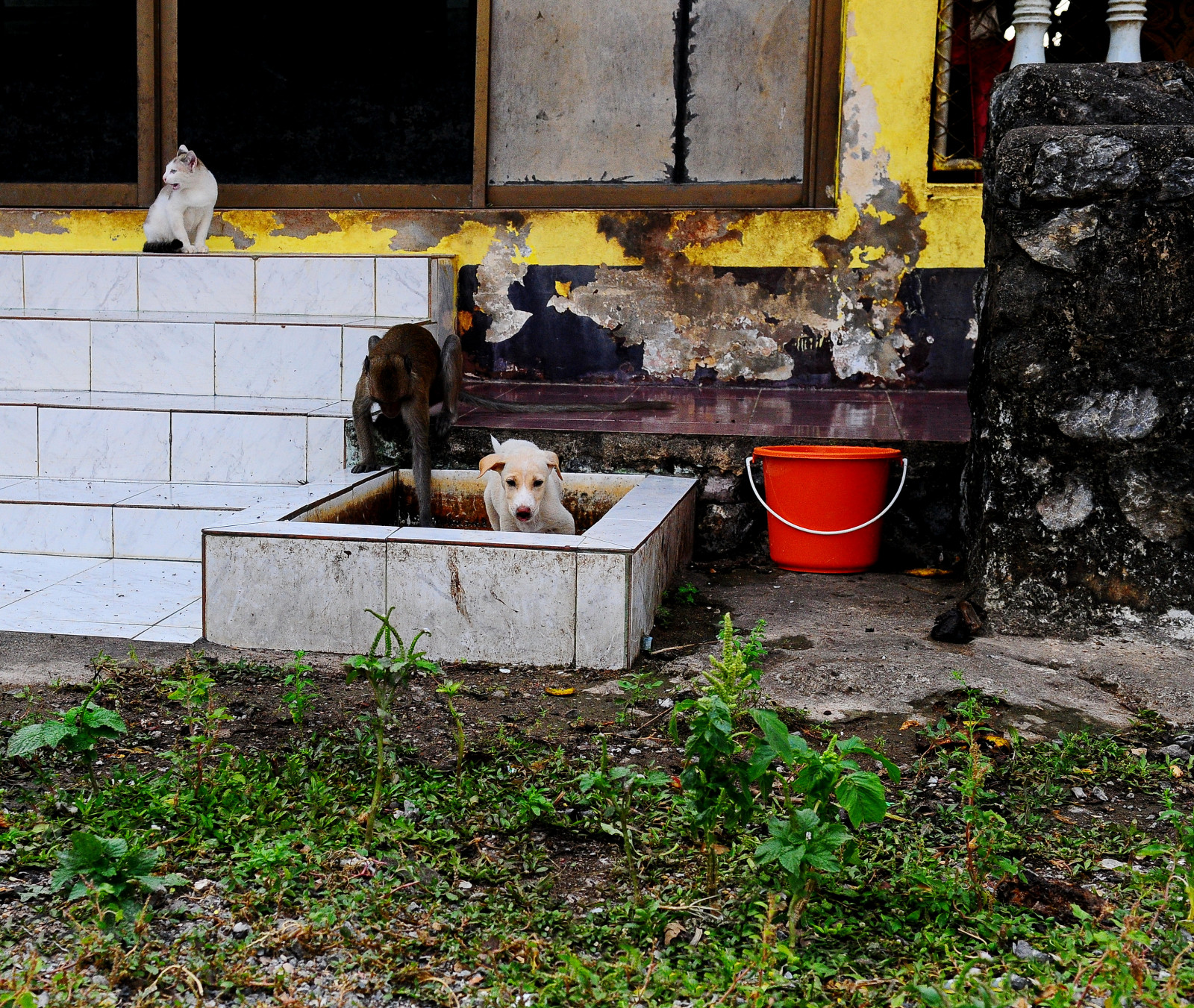 Dům, rostlina, okno