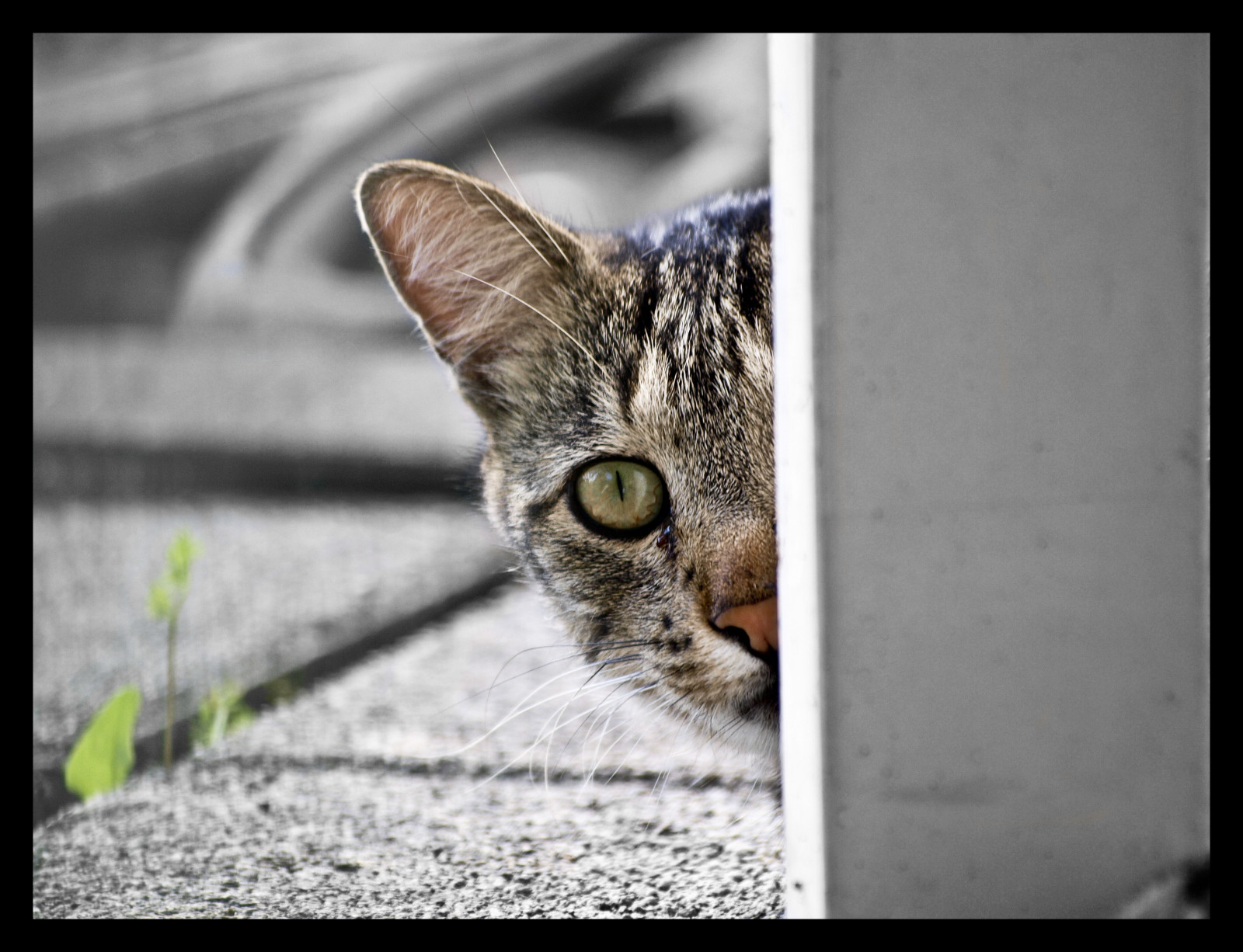 kočka, vystřihnout, povídat si, Olympus, 70300, E520, chrisghis, christianchauvel