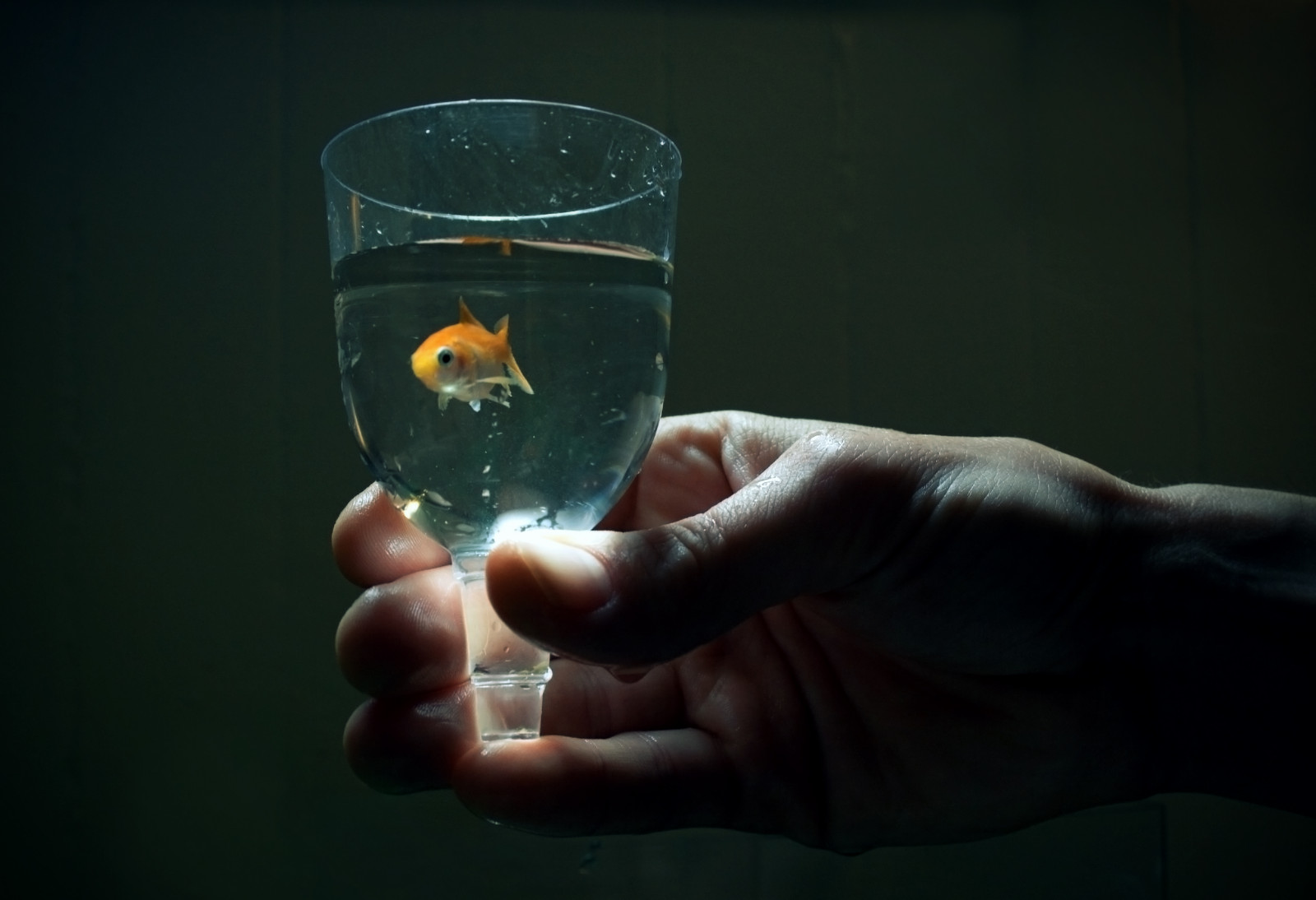 Wallpaper : fish, glass, crazy, goldfish, wine, son, plastic, fascist