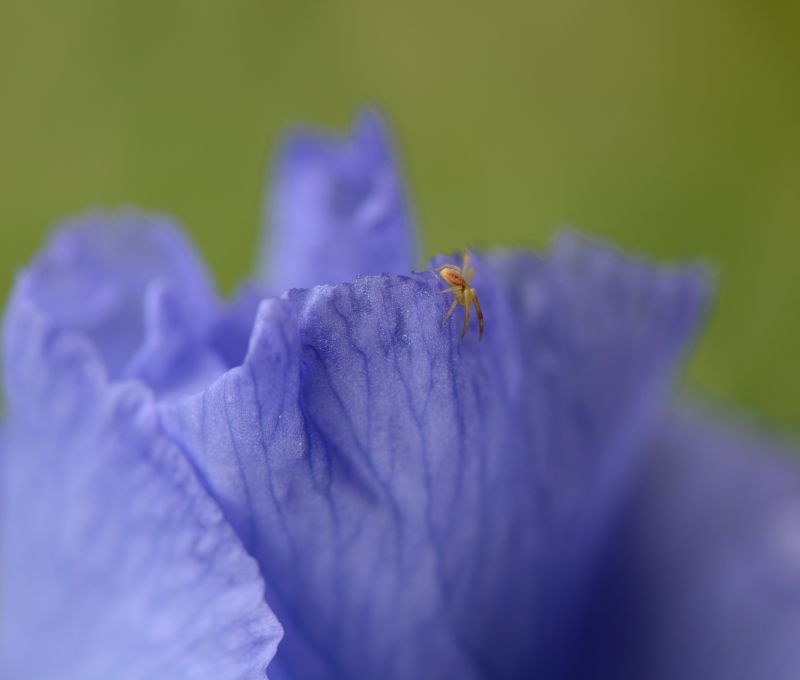 modrý, Duhovka, Francie, květ, makro, Příroda