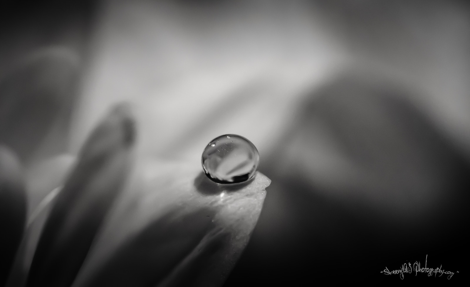 slunečnímu záření, bílý, Černá, černobílý, voda, odraz, fotografování, rosa, Viněta, světlo, Černý a bílý, list, květ, pokles, tma, okvětní lístek, kapky vody, počítač tapeta, Černý a bílý, monochromatické fotografování, zblízka, makro fotografie, vlhkost