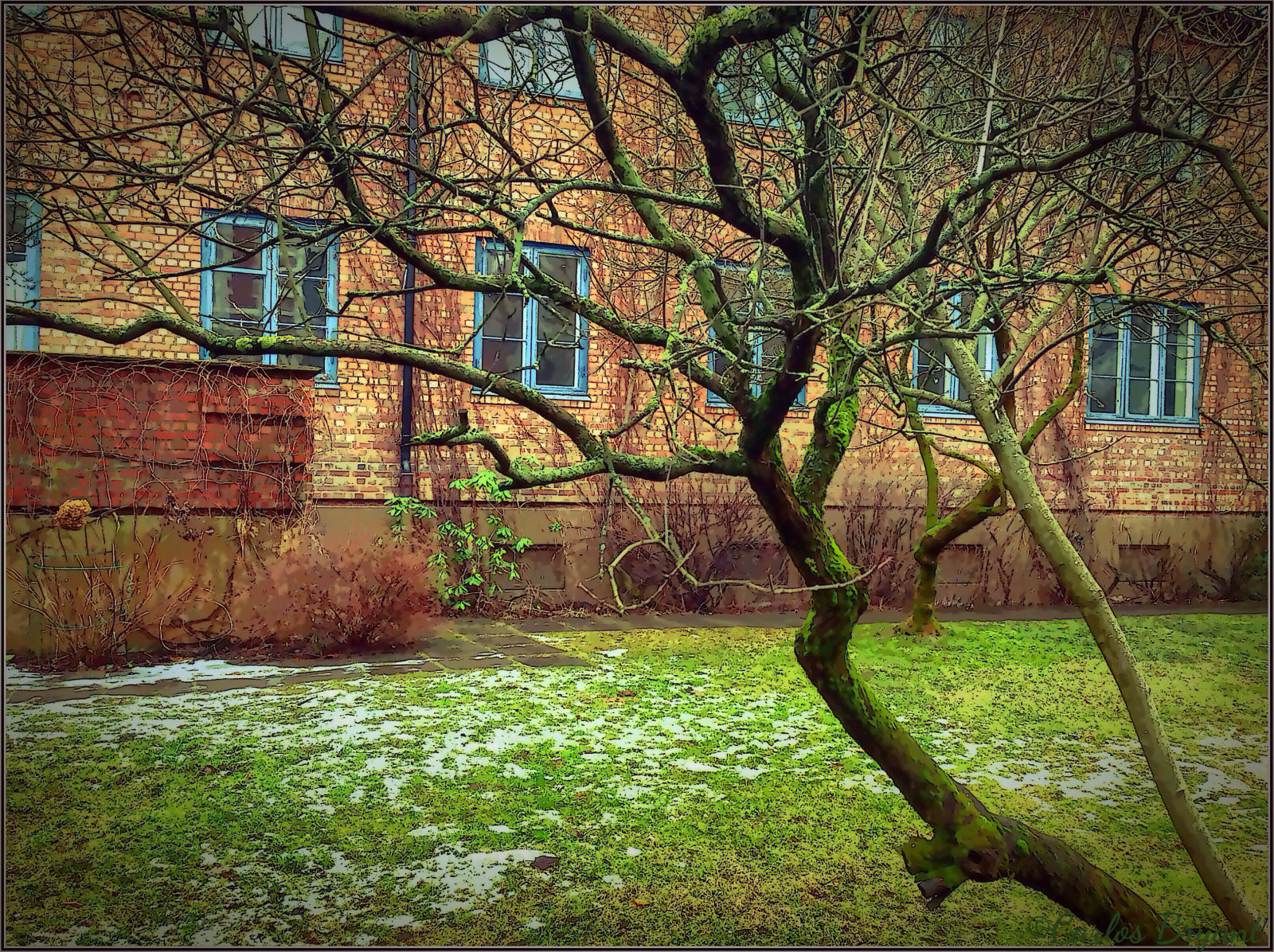 gade, træer, naturaleza, træ, æble, natur, Oslo, Norge, arkitektur, have, Arbol, norge, calle, arquitectura, Port, natur, jardin, Norsk, gata, noruega, Akershus, tre, skandinavisk, iPhone, Norsk, norske, Skandinavia, iPhone 5, iPhoneography