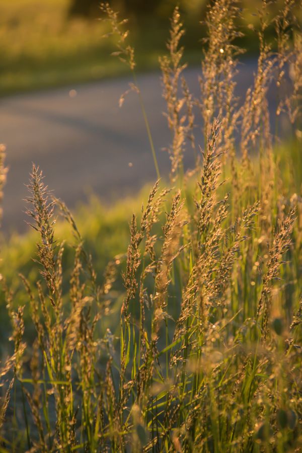 sunlight,nature,reflection,grass,field,green