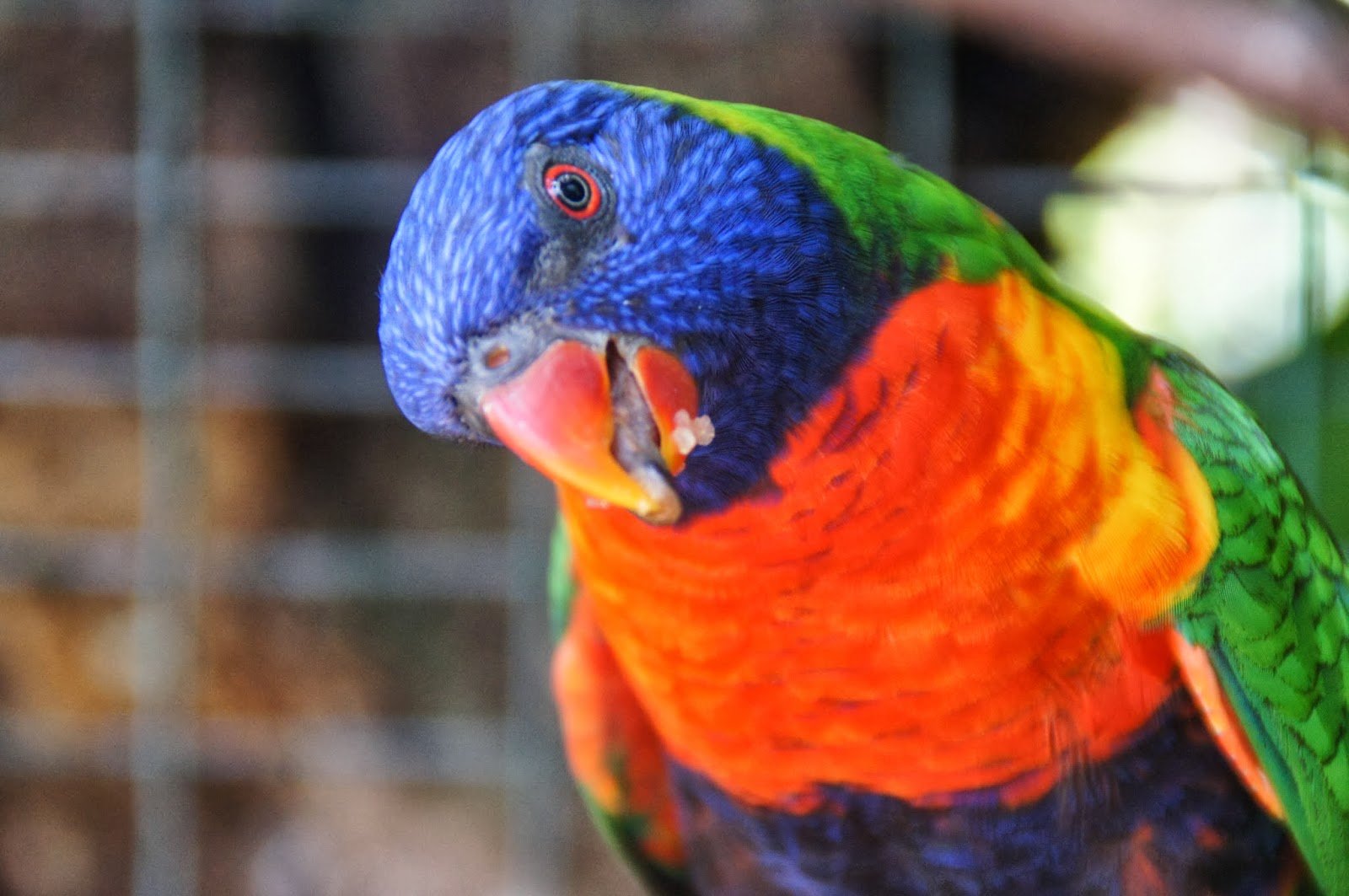 Sfondi 1600x1063 px, 47, uccello, jpg, Lory, pappagallo, tropicale 1600x1063 goodfon