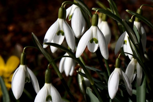 100,flower,plant,flora,danmark,galanthusnivalis