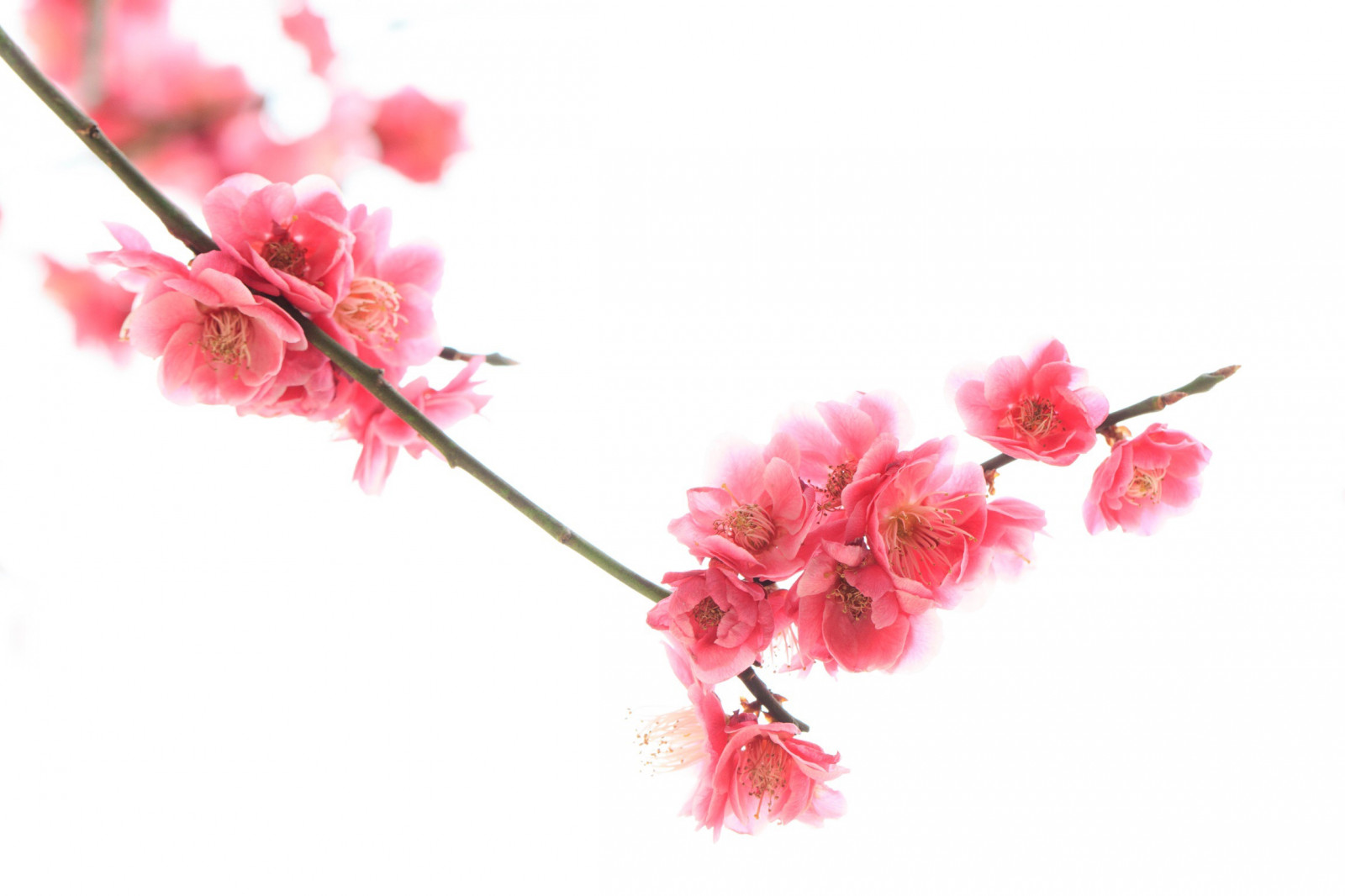 zima, větev, Třešňový květ, květ, růžový, jaro, květ, rostlina, UME, okvětní lístek, větvička, kvetoucí rostlina, závod stonek, monochromecolor