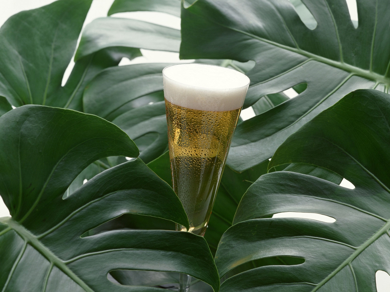 Wallpaper green, glass, beer, foam, tree, leaf, flower, flora, botany